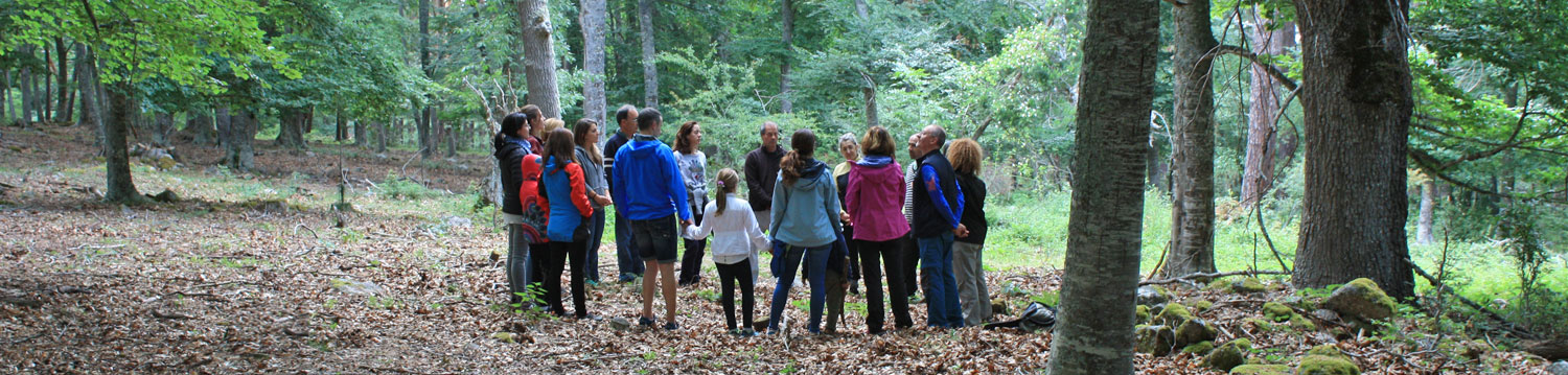 Grupo de trabajo consciente junto al bosque, encuentros Consciencia Arbórea