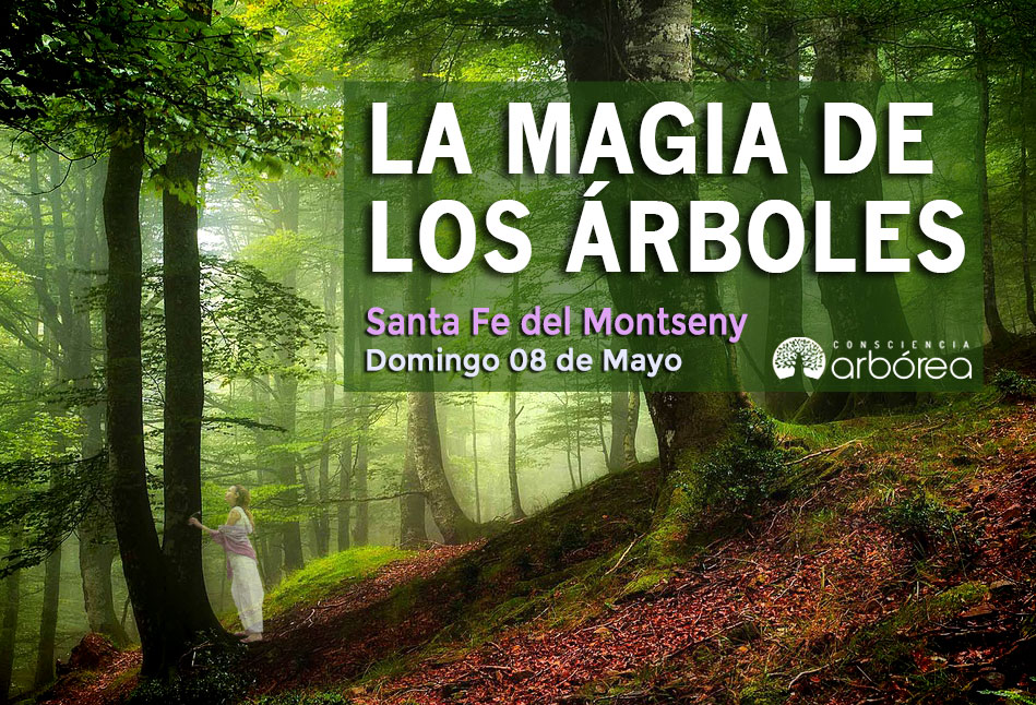 La Magia de los Árboles Maestros - Santa fe del Montseny - Consciencia  Arbórea