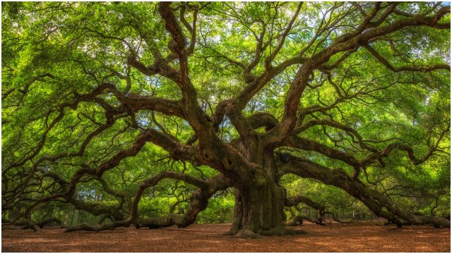 Científicos descubren que los árboles tienen corazón que late - Consciencia  Arbórea